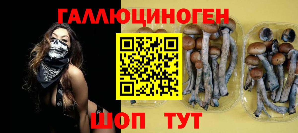 Галлюциногенные грибы Psilocybe  Вход с VPN  Будённовск 